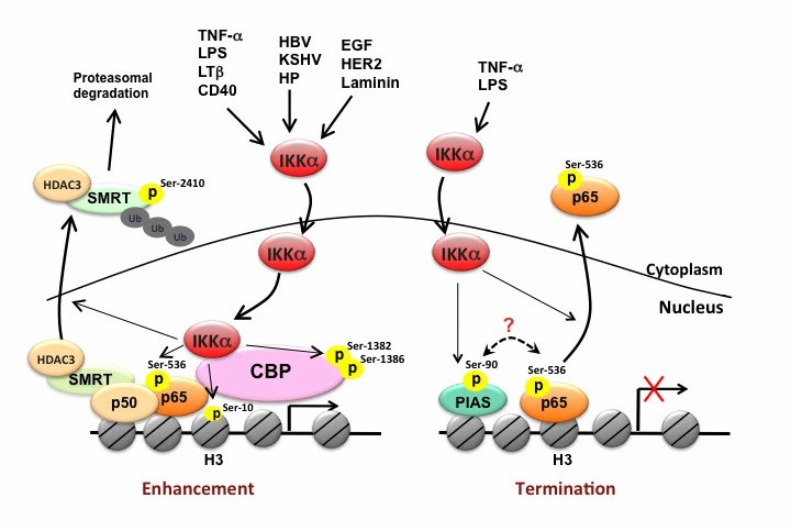 Nuclear IKKα-dependent molecular regulations of NF-κB-mediated gene transcription.